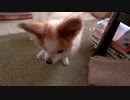 立ち尽くすワンコ（パピヨン）