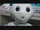 ペッパー君にうそを言ったらどうなるかの実験！