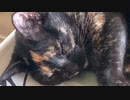 幸せにゃん