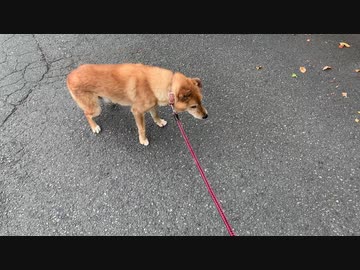 犬の散歩の途中で人間の病院へ寄ってみた