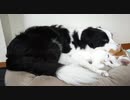ぬこ枕で寝たいワンコと途中で理不尽さに気付くニャンコ