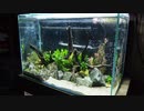 [アクアリウム]60cm水槽メンテナンスしてみた[Part2/2]