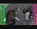 助っ人と二人で猫のケンカをとめた