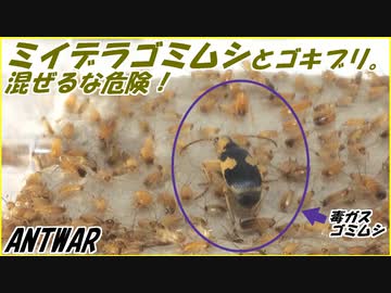 【テラフォーマー再現】ミイデラゴミムシを100匹のゴキブリの中に入れると・・・。【混ぜるな危険】