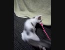 VIDkoneko