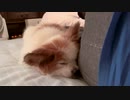 飼い主のお尻のそばでまったりするワンコ（パピヨン）