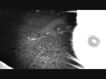 野良猫が来た！①　何色？ 2019-09-17
