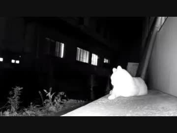 野良猫が来た！② 2019-09-17