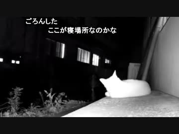 野良猫が来た！③ 2019-09-17