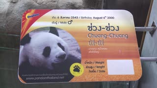 タイのチェンマイ動物園で雄のジャイアントパンダ・創創が死亡