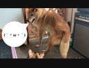 外飼いしている犬を、室内飼いしている猫がいる家の中に入れてみた