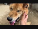 話題のもちもち犬をだいすけにもやってみた