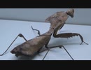 [閲覧注意!!] 再編集 メダマカレハカマキリにゴキブリを与えてみた（Deroplatys desiccata)