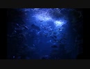 I believe～海の底から～／KOKIA【アカペラで歌ってみた】