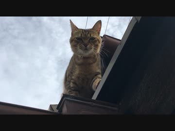 ＃122　屋根の上のタタルさん