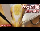 ボールパイソン紹介してみた!!