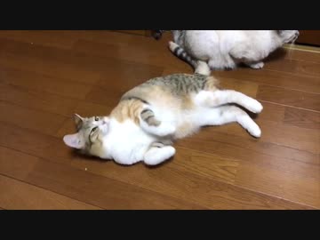 ゴロゴロする猫が可愛すぎる！
