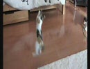 猫で永久機関をつくってみた。