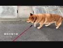 散歩の帰り道しょんぼりして歩く犬