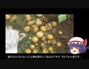 ゆっくり農民115ジャガイモ（春）を育ててみませんか？#6