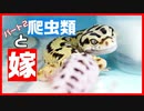 【鬼嫁!?】爬虫類嫌い!?の嫁に爬虫類お世話さてみたらすごかった!!【理解されない!!】