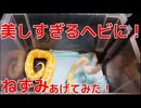 ボールパイソン餌あげてみた　チェーンフィーディング挑戦