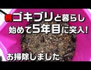 【観覧注意】デュビアゲージ掃除してみた【繁殖の過程公開】
