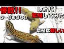 【繁殖】レオパ繁殖に挑戦！！　実践編第1回戦　クーリングなし!!【繁殖方法】