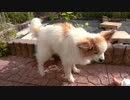 しっぽを上げてオシッコをするワンコ（パピヨン）2