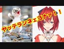 アンジュ・ツライーナ　東京の雨空の下で泣く