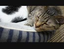 【猫カフェ】当店の猫紹介【日常】