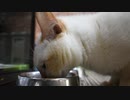 【猫カフェ】節子の生態【日常】