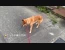 何かいるのか？ある場所には絶対行かない犬