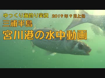 宮川港の水中動画　2019年9月上旬