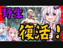 きれいなガラク【エルドレインの王権　新拡張事前評価】おまけディミーアリアニメイト改２【MTGアリーナ】