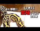 【繁殖】レオパ繁殖に挑戦！！　実践編第3回戦　クーリングなし!!【繁殖方法】