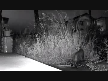 子猫が来た！ 2019-09-20