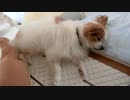 横たわるワンコ（パピヨン）2