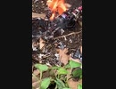 ホモと見る炎上ジオウアンチ