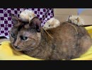 うちの猫にねずみ載せてみた