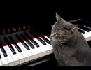続・好きな音楽テーマ別うｐ・ジャズ猫編+K1tty