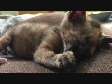 わちゃわちゃサビ子猫、眠すぎて訳が解らなくなる