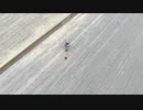 【昆虫】蟻(アリ)をひたすら観察する【自然】