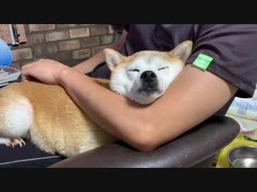 リラックス中のシバイヌ