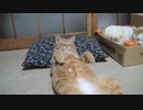 おっさん猫たち・・Amazonの箱・・www