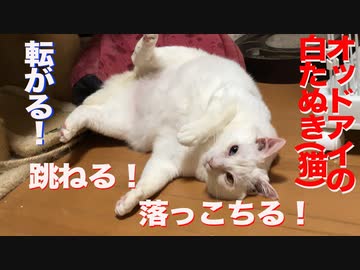 オッドアイの白たぬき(猫)、コロコロ跳ねて落っこちる