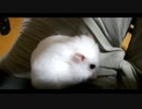 ハムスター飼いました。その78～９月だよ!!体重測定だよ!!