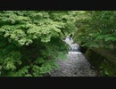 川ともみじ