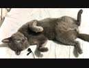 ASMR  猫の寝ｚZ