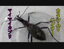 【ありの飼育記#60】蟻vsマイマイカブリ　Ant vs Japanese ground beetle